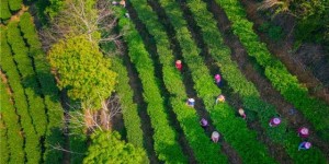 酝酿“重出江湖” 梅州蕉特茶从“芯”出发